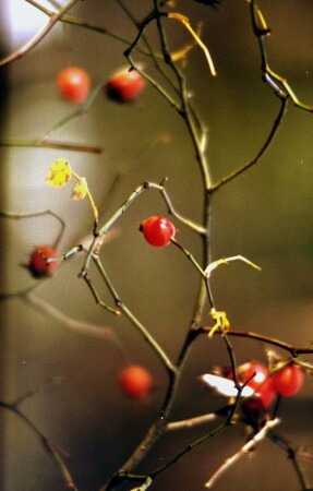 Ветка шиповника