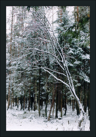 Зимний лес.