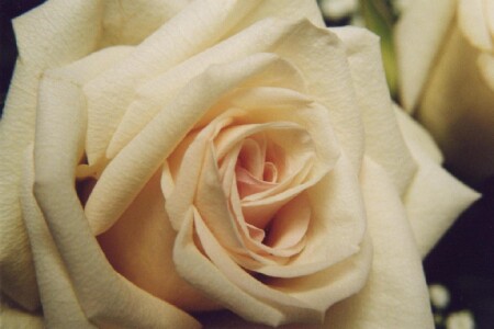 Нежное создание