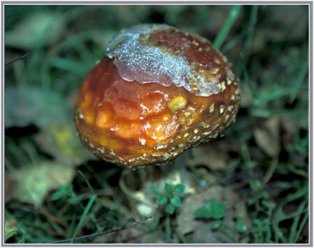 Мухоморчик замёрз.