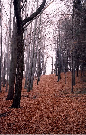 Прогулка в Ноябре