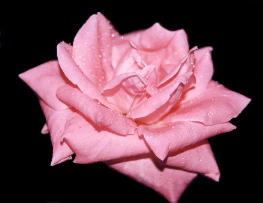 roza