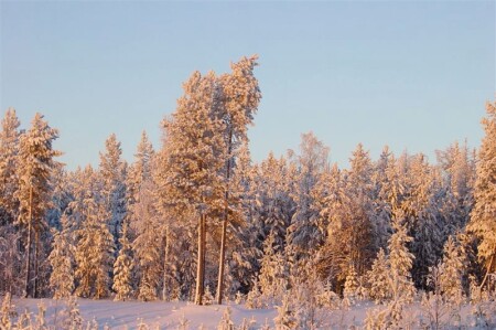 Зимнее золото