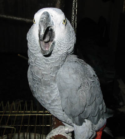 Жако