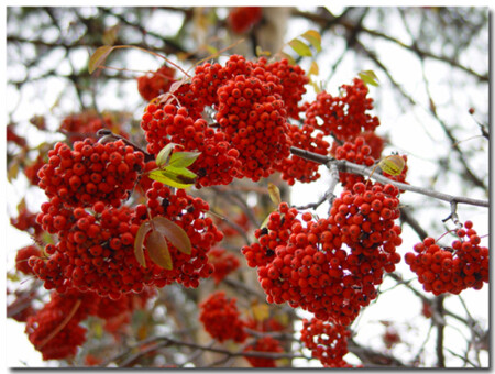 До прилёта снегирей