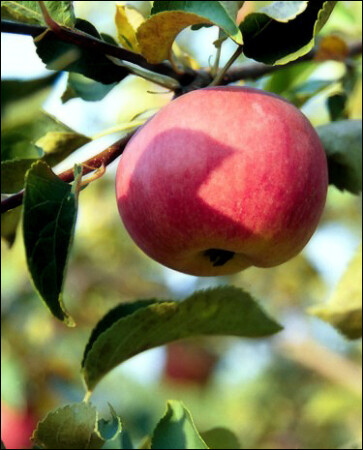 Запретный плод