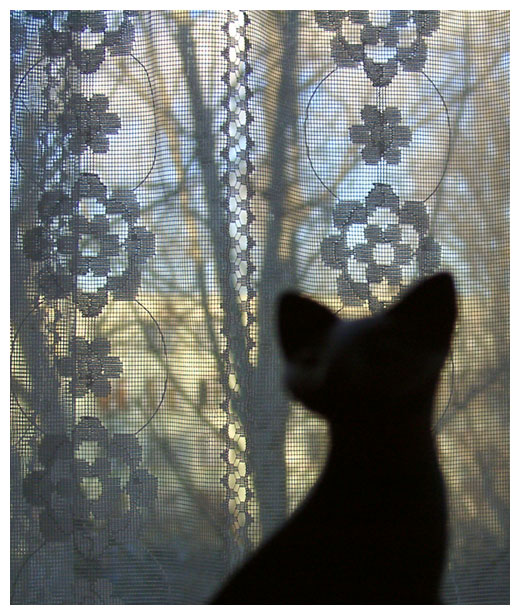 Кошка у окна