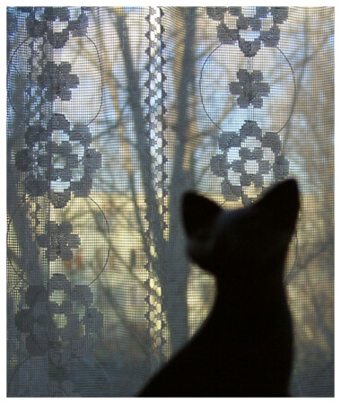 Кошка у окна