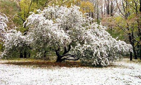 Первый снег
