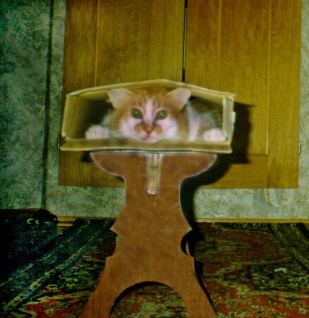 Продолжение про кота (анфас)