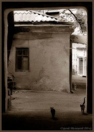 ГОРОД КОШЕК