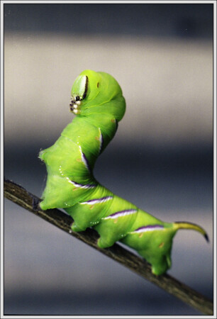 Зеленый Ползун