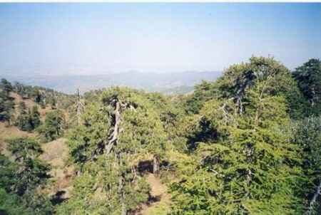 Елки тоже испытывают стрессы