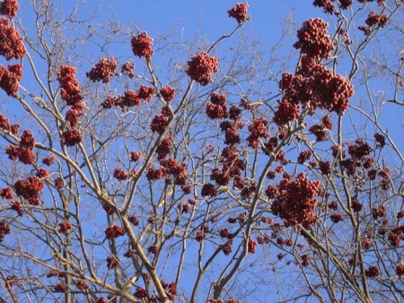 Ой цветет рябина.... (скорее растет) :-)