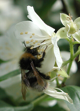 Мохнатый шмель