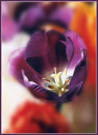 Пестики-тычинки