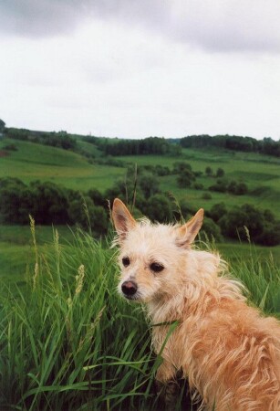 Lesник