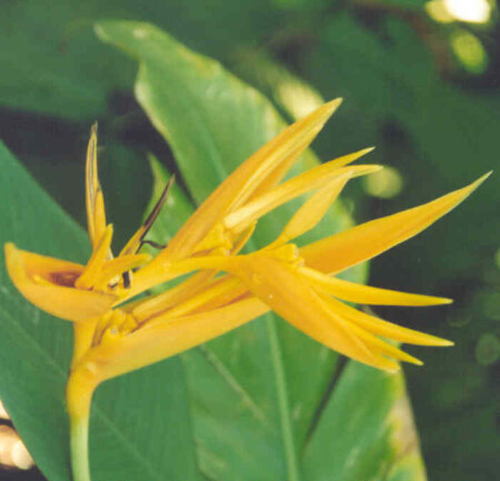 воспоминание о лете