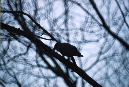 Черное на голубом