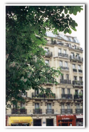 Paris.Cvetut kashtani.