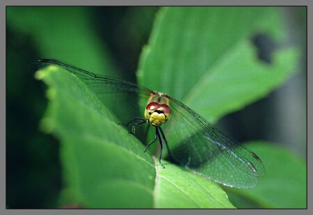 СТРЕКОЗА (N+1)