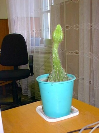 Я, красавец...