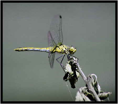 СТРЕКОЗА (N+2)