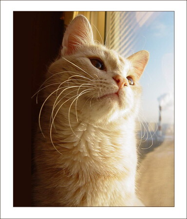 Свобода?! Нас и здесь не плохо кормят!