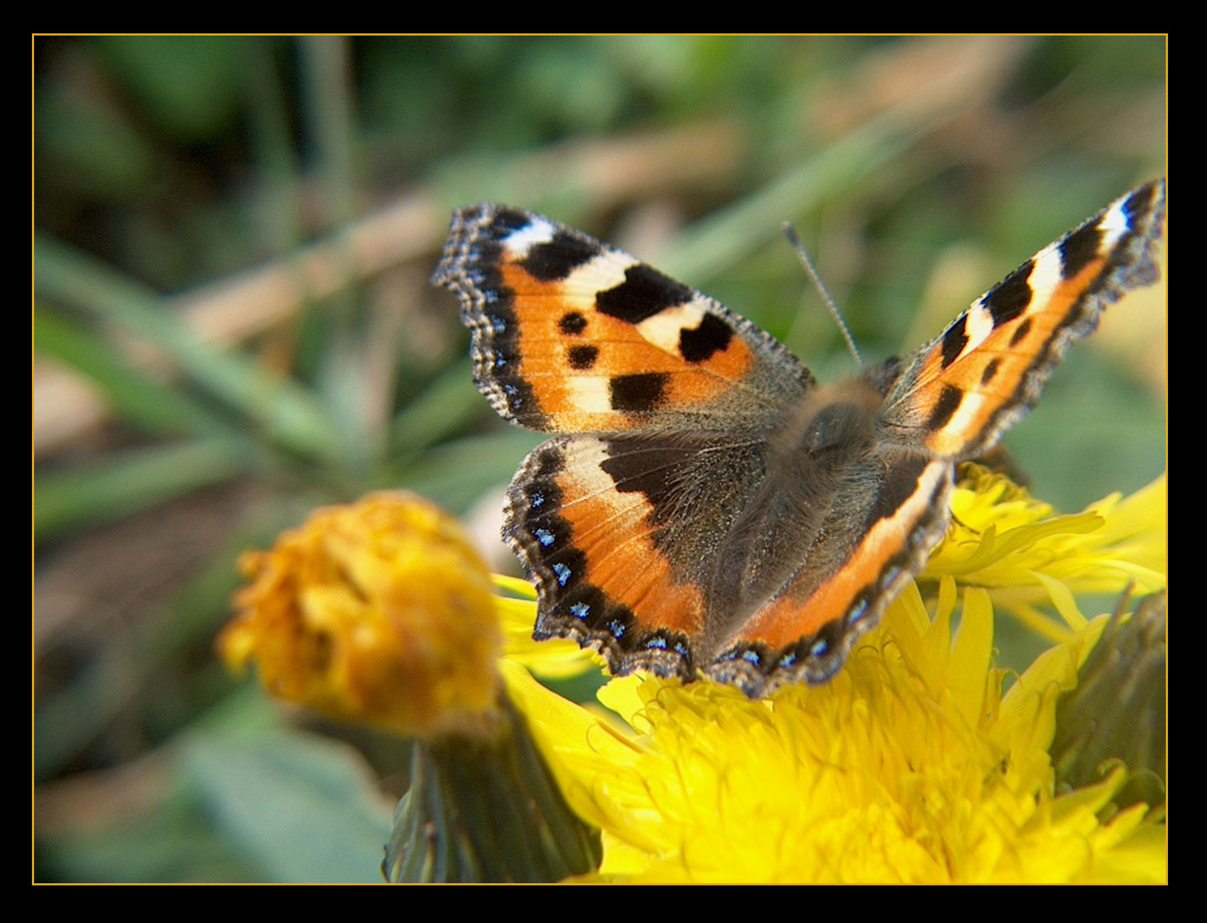 butterfly