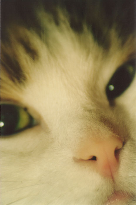 Рыжий котяра