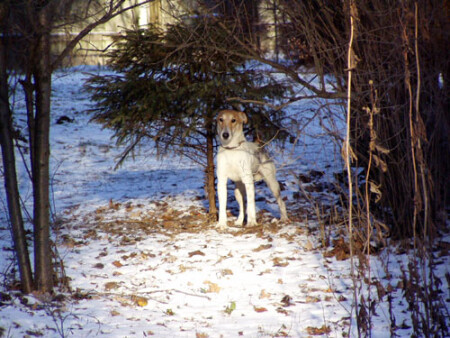 Новогодний охотник