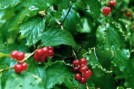 Поздняя ягода