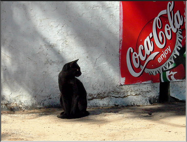 Cat & Coca-Cola