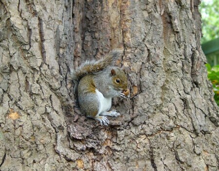 Белка английская обыкновенная