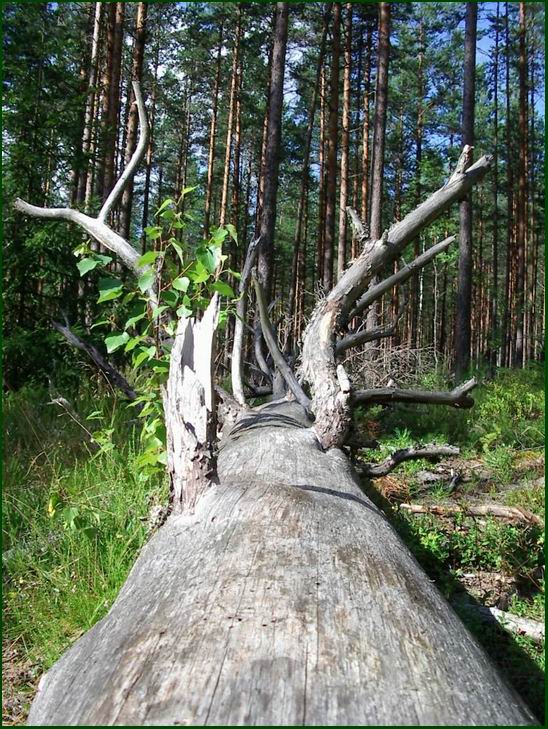 Уснувшее дерево