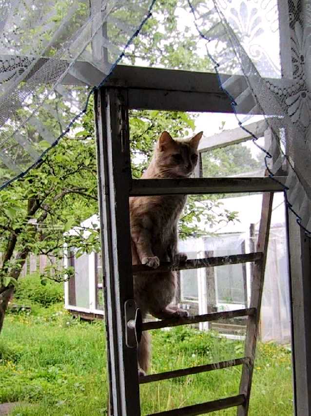 Васька-форточник