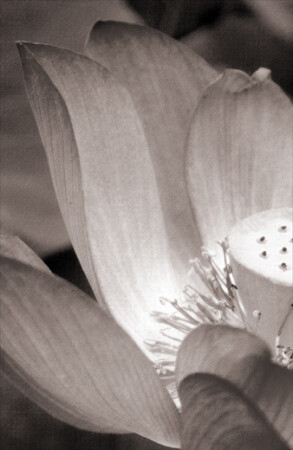 "Цветография"