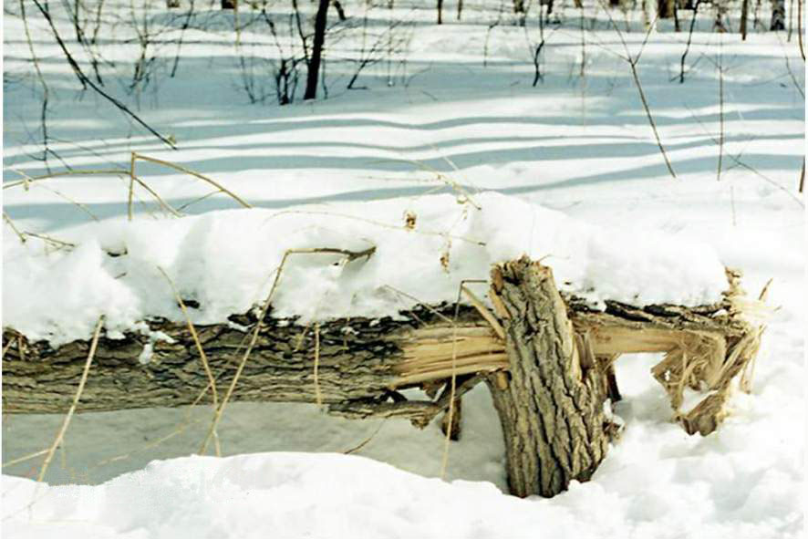 Свет и тень