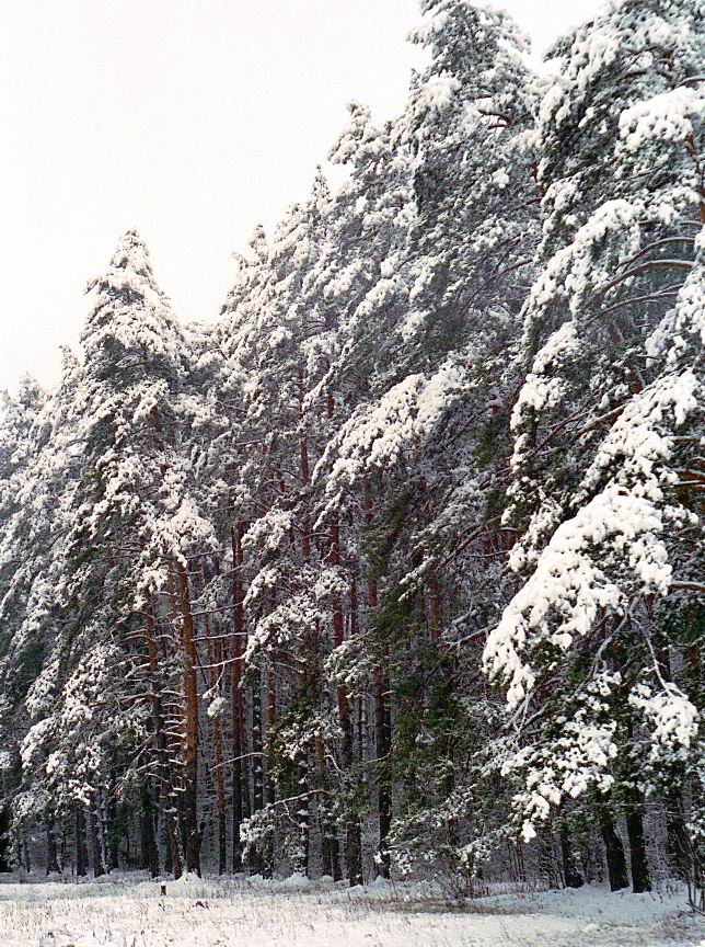 Зимний бор