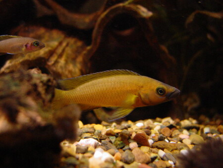 Lamprologus (рыба)