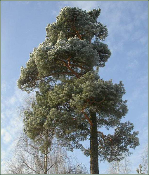 сосна