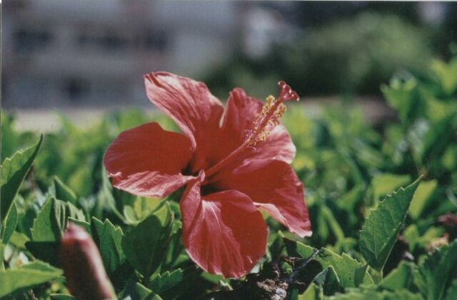 Flower