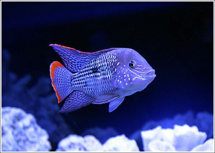 Aequidens pulcher