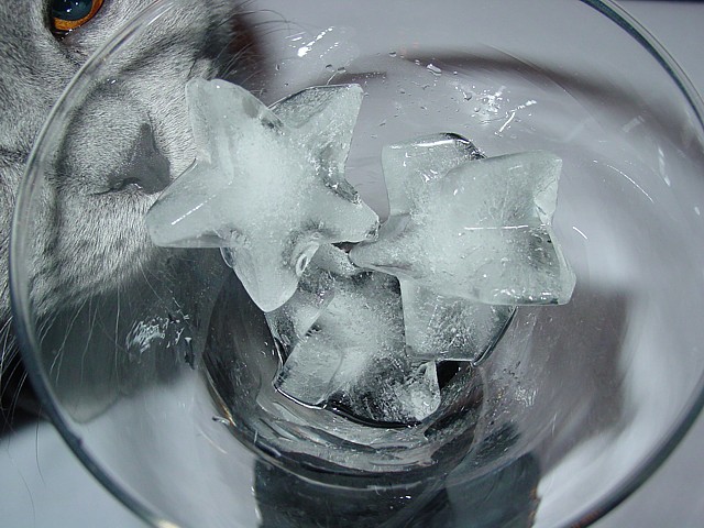 лед и кот
