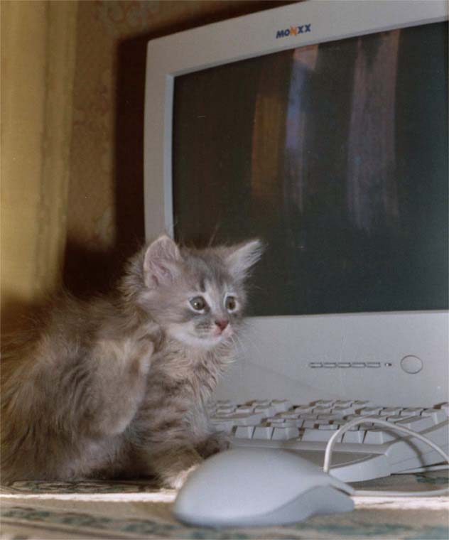 Cat&Mouse