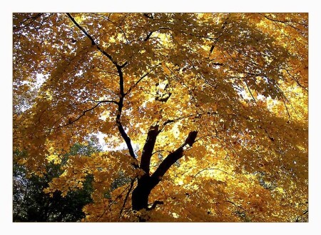 Прошедшей осени тона 2...