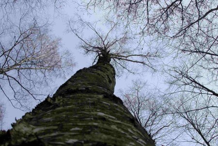 Путь в небо