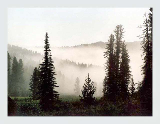 Утро в тайге.