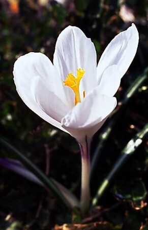 Gerald of Spring