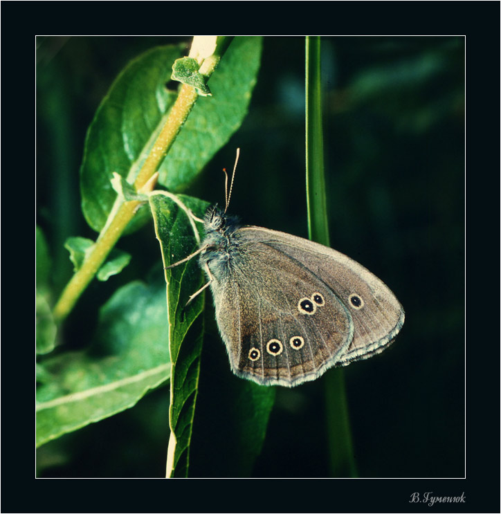 Aphanthopus-hyperanthus